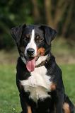 BOUVIER D'APPENZELL 168